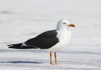 Lesser black-backed gull