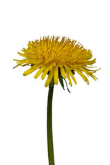 孤立した黄色いタンポポ（Taraxacum）の花の資材