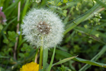 Fototapeta premium 草の中のタンポポ（Taraxacum）の綿毛