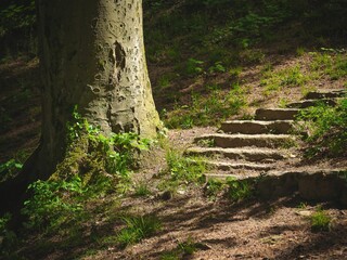 Park view with the overgrown stairs beside a tree on a sunny day