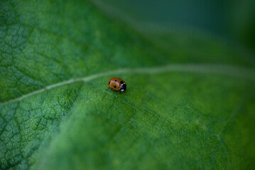 Ladybug perching on plant leaf