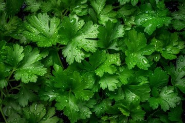 Fresh cilantro leaves with drops water close-up on dark background. Top view. Concept of healthy and dieting eating. Overhead view. Summer nature wallpaper. Image is AI generated.