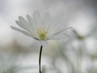 Closeup shot of a white flower in the blurred background.