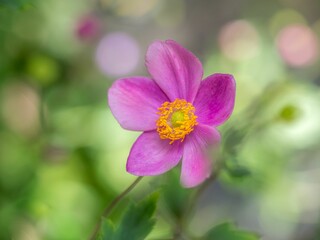 Fototapeta premium Close-up shot of a violet anemone flower with green blurry background