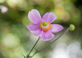 Close-up shot of a violet anemone flower with blurry background