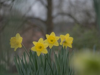 Selective focus of yellow daffodils growing in green shrubs