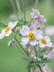 Vertical closeup of Japanese thimbleweeds growing in green shrubs