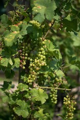 Vertical closeup of Unripe fruits of grapes on plant against blurred background