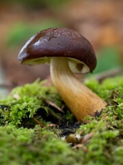 Vertical shot of a bay bolete fungus in a forest with a blurry background