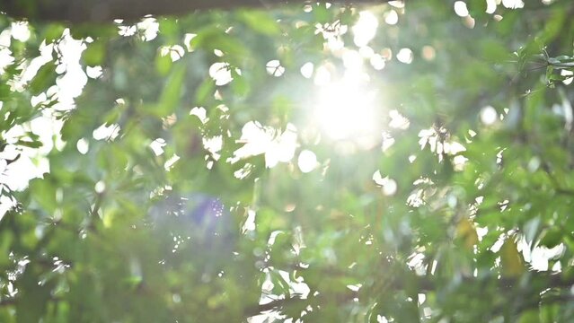 sun light shine through green tree in the morning day, slow motion defocused scene