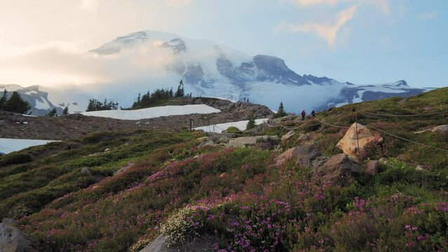 Mt Rainier Wildflowers at Sunset