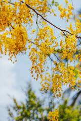 Kanikkonna - Golden shower, Cassia Fistula, bloom in tree. National Flower Of Thailand
