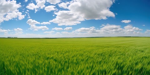 Fototapeta premium Empty green field and blue sky with rare clouds. Generative AI