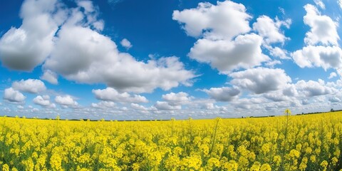 Yellow rapeseed field and blue sky on a sunny day. Generative AI