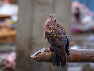 The turtle dove is a dainty dove, much smaller and darker than the collared dove - slightly larger...