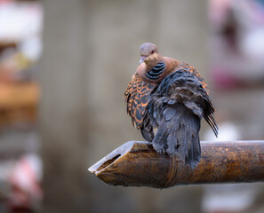 The turtle dove is a dainty dove, much smaller and darker than the collared dove - slightly larger...