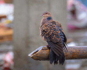 The turtle dove is a dainty dove, much smaller and darker than the collared dove - slightly larger than a blackbird.