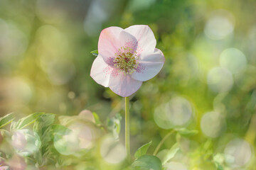 Obraz premium Blossom of a pink christmas rose before a light, romantik spring atmosphere.