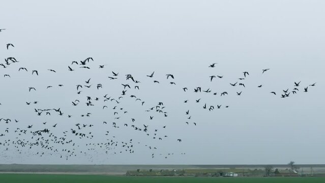 Flock of geese in flying over farm fields. Flight with wild birds, with sound. Beautiful birds during the migration. Wildlife birdwatching. Slow motion 200 fps video, ProRes 10 bit