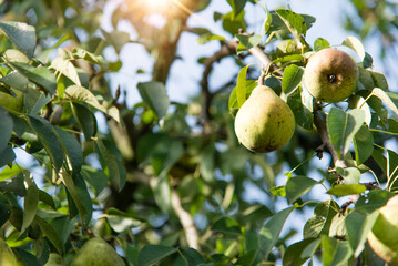 Pear fruits on a branch. Fruit tree with fruits with a garden. Seasonal harvest.	
