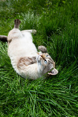  Cat with blue eyes on green summer grass