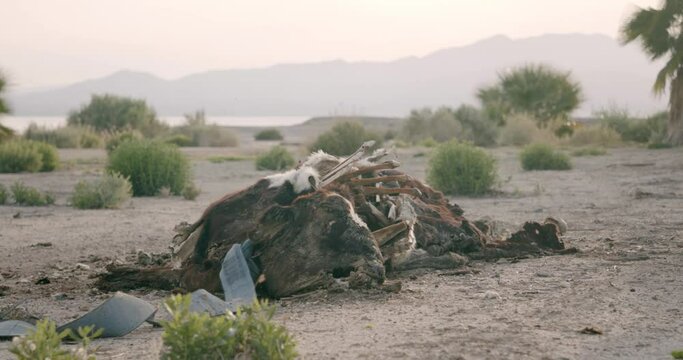 Regular footage of an animal carcass in a deserted area