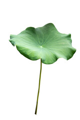 Fototapeta premium Fresh of green lotus leaf isolated on white background with clipping paths.