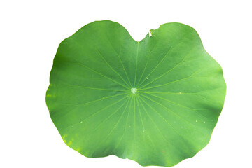 Fototapeta na wymiar Fresh of green lotus leaf isolated on white background with clipping paths.