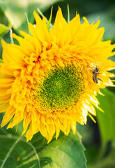 A yellow spider has caught its prey and is holding a wasp sitting on a sunflower in its tentacles. Macro shooting, close-up. Useful insects in agriculture. Sunflower plantation.