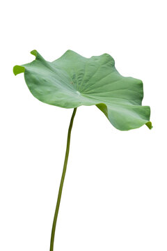 Fresh of green lotus leaf isolated on white background with clipping paths.