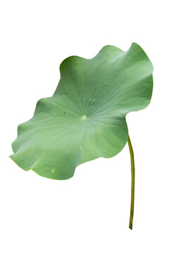 Fresh of green lotus leaf isolated on white background with clipping paths.