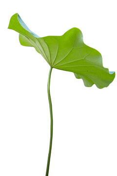 Fresh of green lotus leaf isolated on white background with clipping paths.