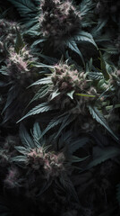 Cannabis flower on black background. Macro shot of marijuana bud.