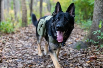 Happy German Shepherd dog on a fall hike