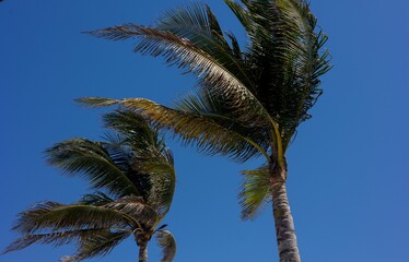 Obraz na płótnie Canvas Two palm trees blown by the wind with blue sky background