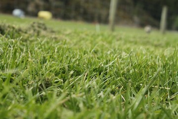 Queenstown forest view while horseback riding