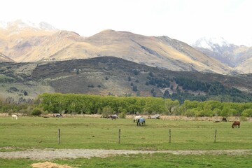 Obraz premium Queenstown forest view while horseback riding