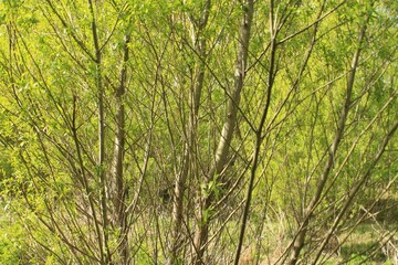 Queenstown forest view while horse back riding