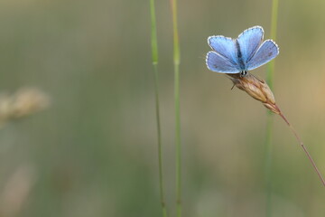 una farfalla con ali blu in primavera su un fiore