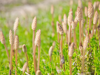 春の野原に咲くツクシ