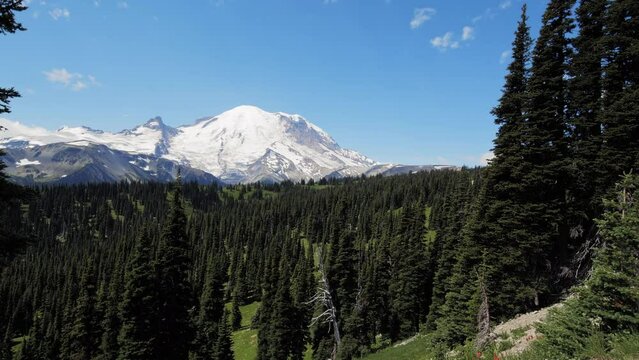 Smooth Motion Reveal of Mt Rainier Towering Over Forest Trees