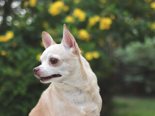 Fototapeta premium cute brown short hair chihuahua dog sitting in the garden, looking curiously. Copy space.