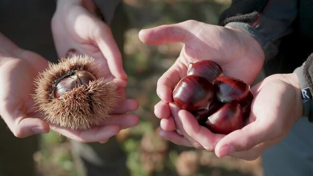 Closeup of a farmers holding harvested ripe chestnuts in their palms in an agricultural field