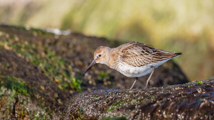 Dunlin - young bird at a seashore on the autumn migration way
