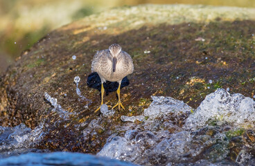 Dunlin - young bird at a seashore on the autumn migration way