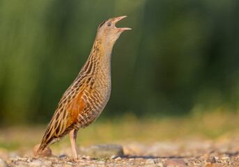 Corn crake - male bird at a meadow in the beginning of the summer