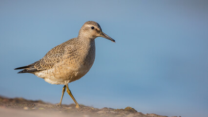 Red Knot - on the autumn migration way at a seashore
