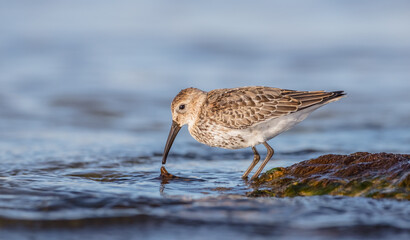 Dunlin - young bird at a seashore on the autumn migration way