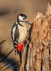 Great Spotted Woodpecker - male - in the wet forest in winter