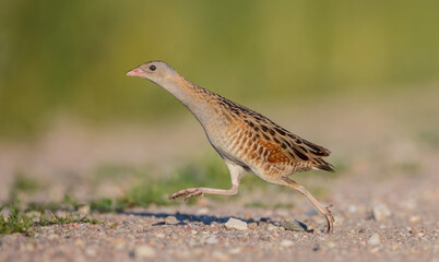 Corn crake - male bird at a meadow in the beginning of the summer